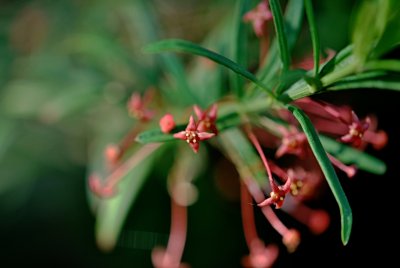 Euonymus nanus 'Turkestanicus' - brslen nízký - květ